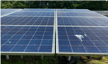 鳥のフンが固着した太陽光パネル 発電効率低下の原因